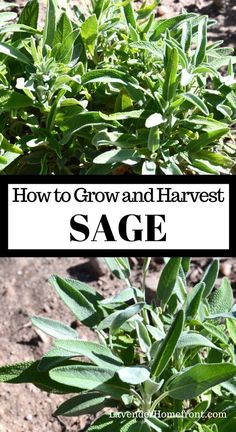 sage plants growing in the dirt with text overlay how to grow and harvest sage