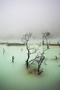 dead trees in the middle of a body of water with green algae on it and foggy skies above