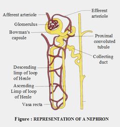 an image of the structure of a nephronic nervous system, labeled in red