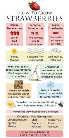 an info sheet describing how to grow strawberries