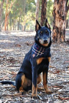 a black and brown dog wearing a plaid bandana sitting on the ground in front of trees