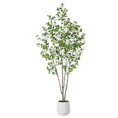 a plant in a white vase on a white background