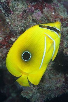 a yellow fish with black and white stripes on it's face