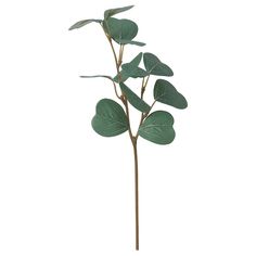 a plant with green leaves is shown on a white background and has long stems that are slightly bent to the side