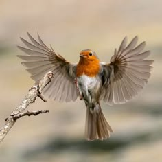 a bird that is sitting on a branch with it's wings spread wide open