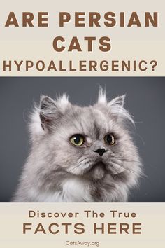 a poster with an image of a cat and the words, are persian cats hypoallergenic?