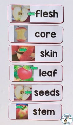 Parts Of An Apple, Apple Science Experiments, Apple Science, Apple Word, Apple Crunch, O Block