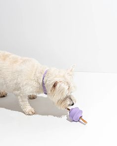 a small white dog playing with a toy on a white surface in front of a wall