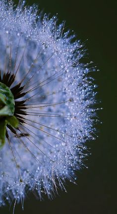 a dandelion with drops of water on it's top and the seeds still attached