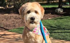 a brown dog wearing a pink and blue bandana on top of a wooden deck