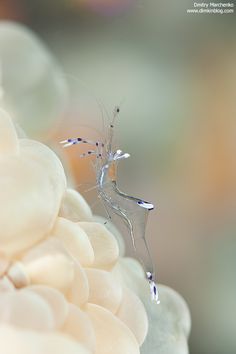 an insect is sitting on top of a flower