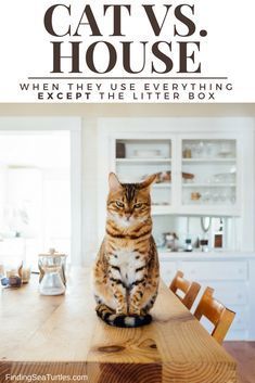 a cat sitting on top of a wooden table in front of a book cover that reads cats vs house