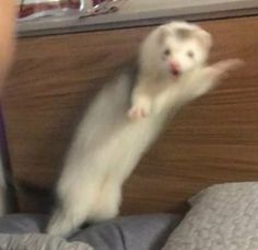 a white ferret standing on its hind legs