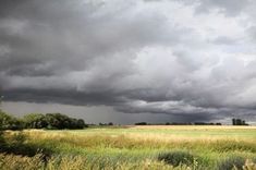 a field with grass and trees under a cloudy sky