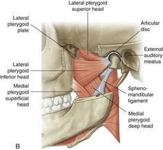 Cochlea Anatomy, Skeletal Muscle Tissue, Foraminal Stenosis Cervical, Cervical Spine Anatomy, Neck Muscle Anatomy, Myofunctional Therapy, Dental Photos, Cervical Traction, Human Body Facts