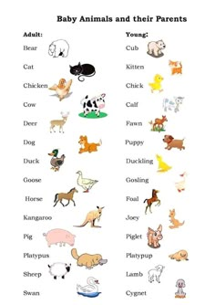 baby animals and their parents are shown in this worksheet for the children's book