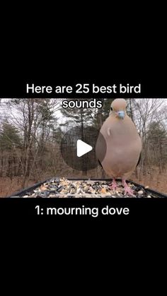 a bird sitting on top of a pile of rocks next to another bird with the words here are 25 best bird sounds 1 morning dove