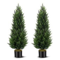 two potted trees are shown side by side in front of each other on a white background