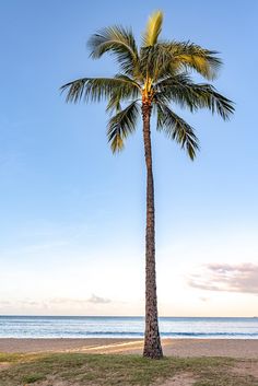 a lone palm tree on the beach at sunset with blue sky and ocean in background