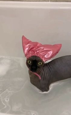 a cat in a bathtub with a pink hat on its head