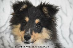 a small black and brown dog sitting on top of a white bedding covered floor