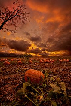 a field full of pumpkins under a cloudy sky at sunset with trees in the foreground