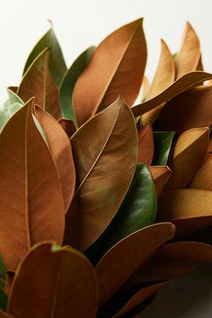 a bunch of green and brown leaves on a white surface