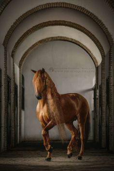 a brown horse standing in an archway with its head turned to the side and it's tail hanging down