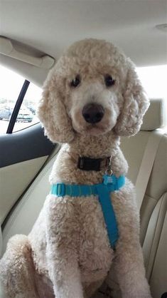 a white poodle sitting in the back seat of a car wearing a blue harness