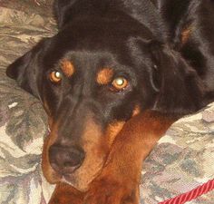 a black and brown dog laying on top of a bed next to a red leash