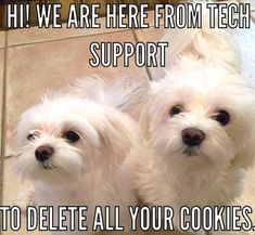 two small white dogs standing next to each other on a tile floor with the caption'hi we are here from tech support to delete all your cookies