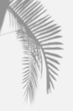 the shadow of a palm leaf on a white background