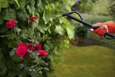 a person in an orange glove is using a lawn mower to trim the flowers