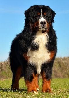 a black, white and brown dog standing on top of a grass covered field with blue sky in the background