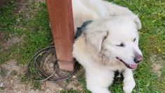 a large white dog laying next to a wooden pole