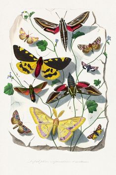 a group of butterflies sitting on top of a leaf covered ground next to leaves and flowers