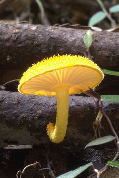 a yellow mushroom sitting on top of a tree branch