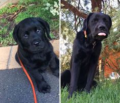 two black dogs are sitting in the grass and one is looking up at the camera