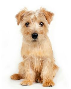 a small brown dog sitting on top of a white floor