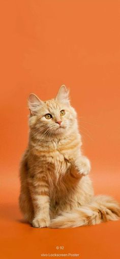 a cat sitting on the ground with an orange background