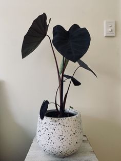 a potted plant sitting on top of a wooden table next to a white wall