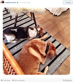 two dogs laying on the floor next to each other in front of a chair and rug