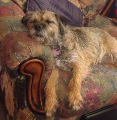 a small dog laying on top of a couch