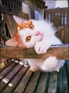 an orange and white cat laying on top of a wooden bench