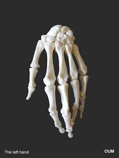 the left hand is made up of bones