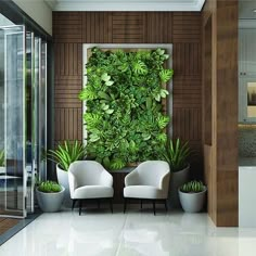 two white chairs sitting next to each other in front of a green plant covered wall