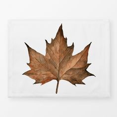 a single leaf on a white background with no image to describe, it's autumn or fall