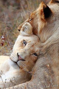 two lions cuddle together in the grass