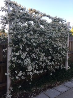 white flowers growing on the side of a wooden fence