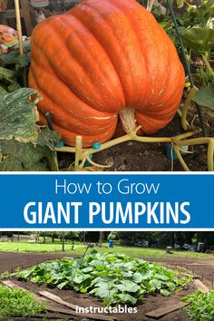 how to grow giant pumpkins in the garden with text overlay that says, how to grow giant pumpkins